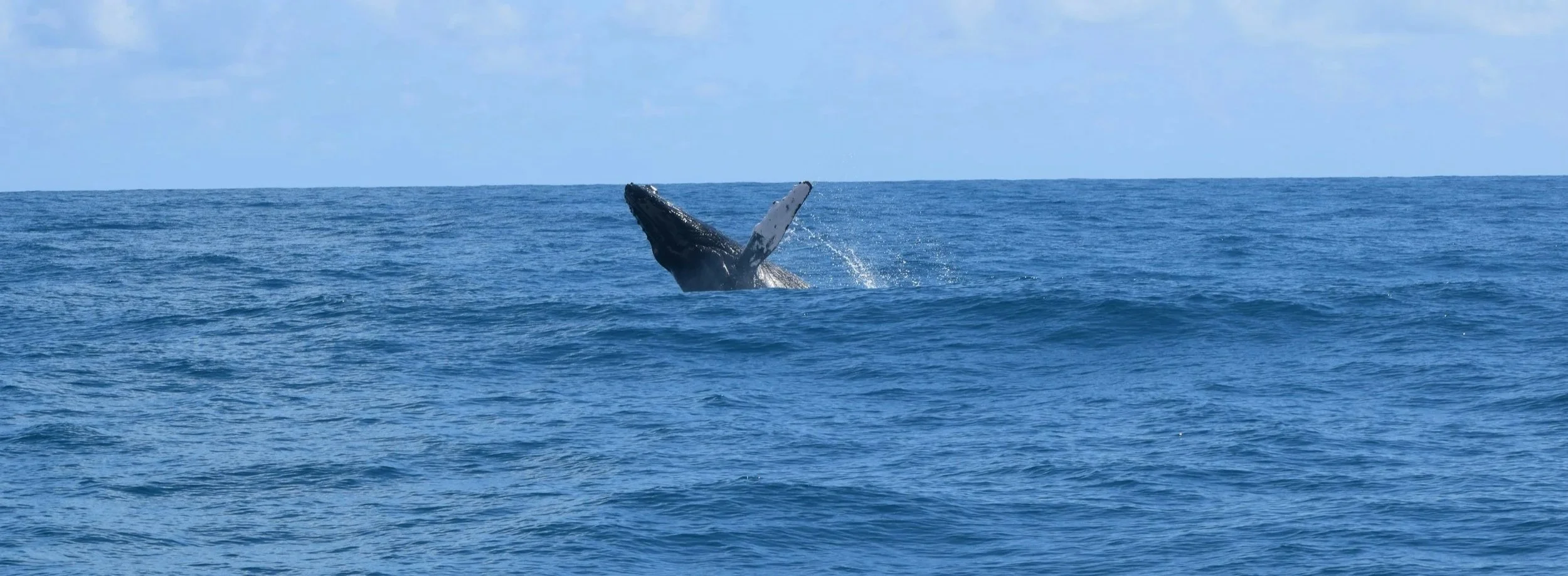 Whale in the ocean