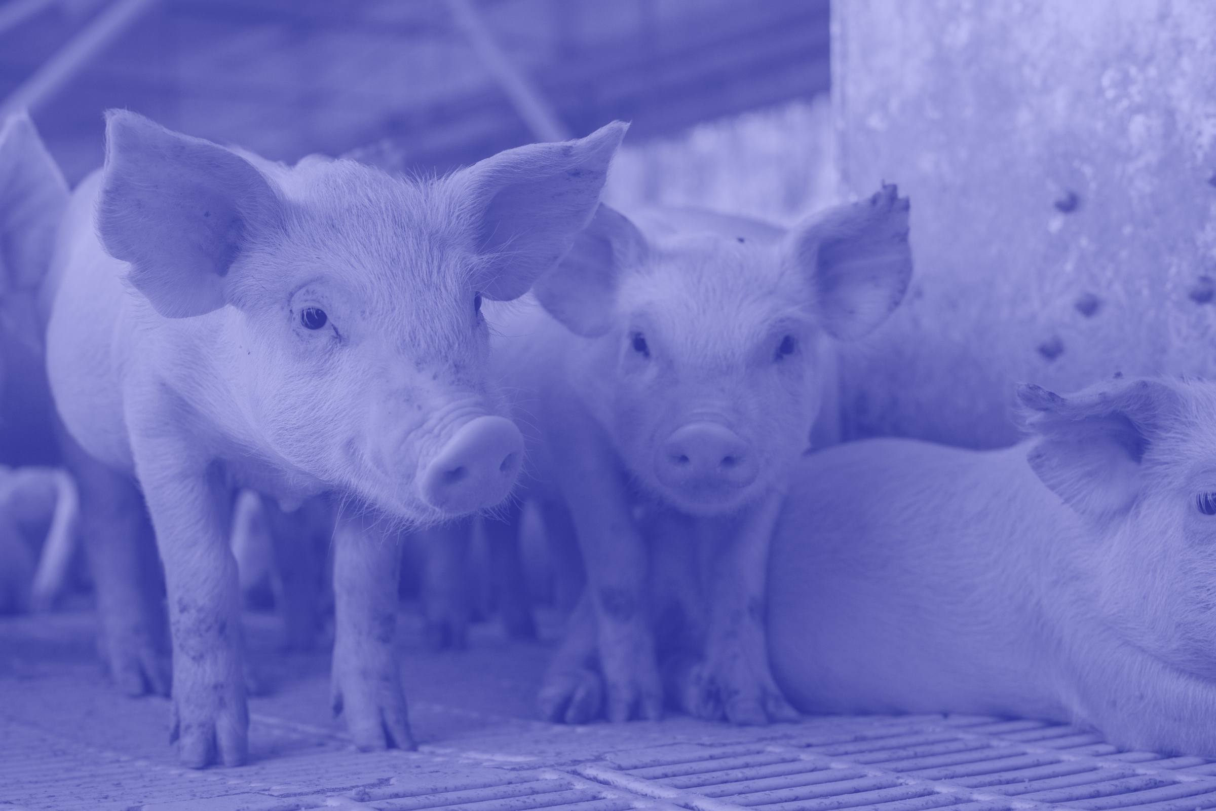 Group of piglets standing on a metal slatted floor