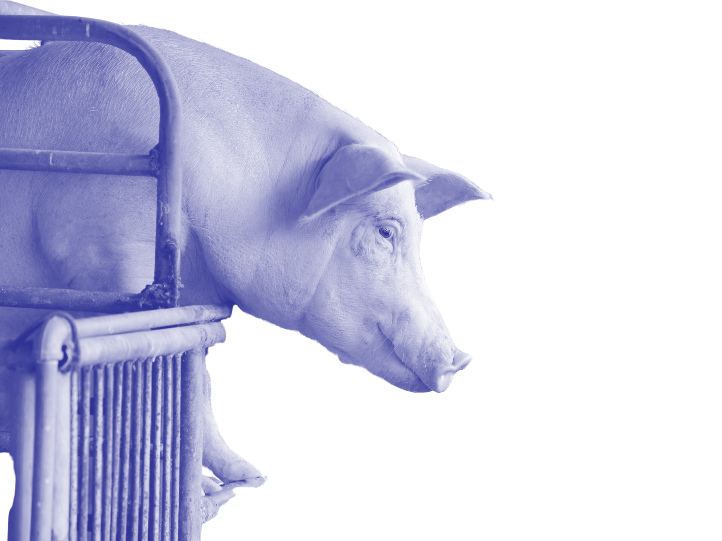 Side profile a pig confined to a metal crate