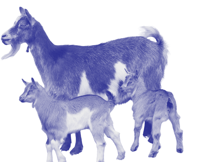 Three goats facing the same direction