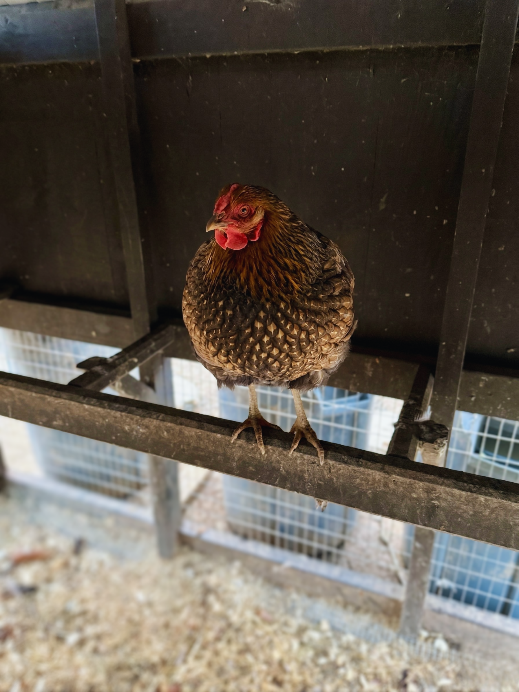 A chicken standing on a metal perch inside a poultry enclosure.