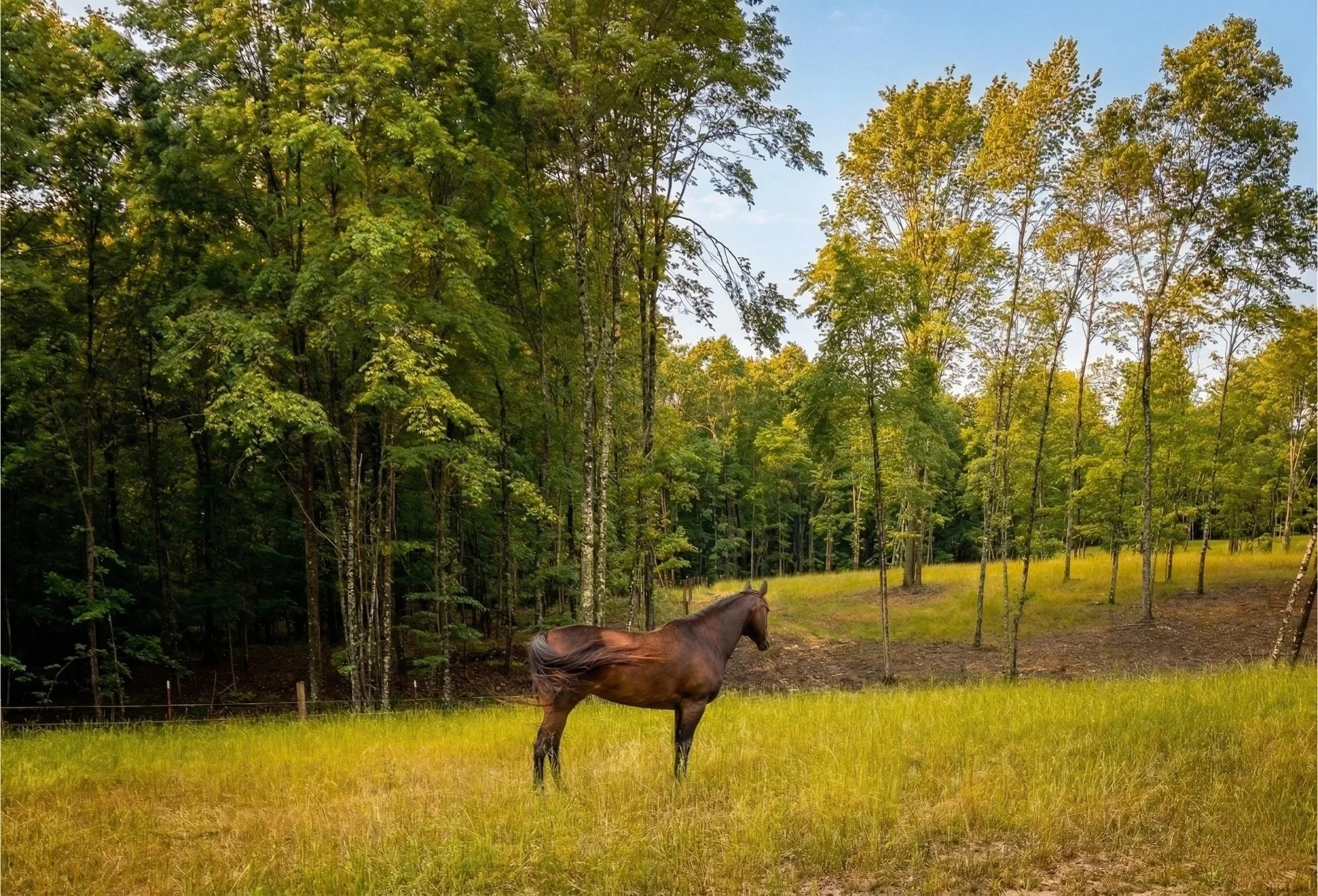 A brown horse standing in a grassy field with a wooded forest background.