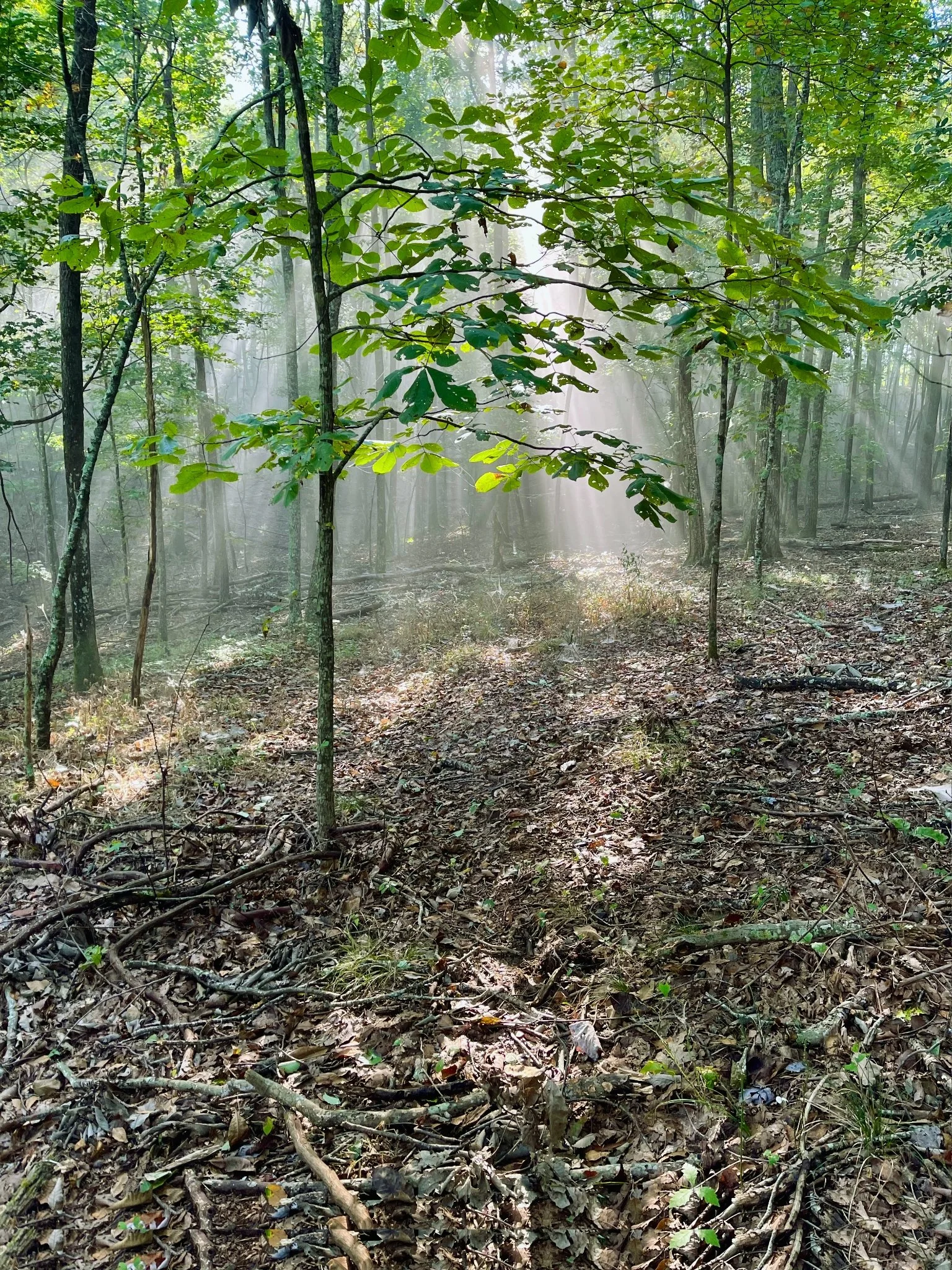 Sunlight rays filtering through a lush green forest with trees, leaves, and a forest floor covered in dry leaves and twigs.