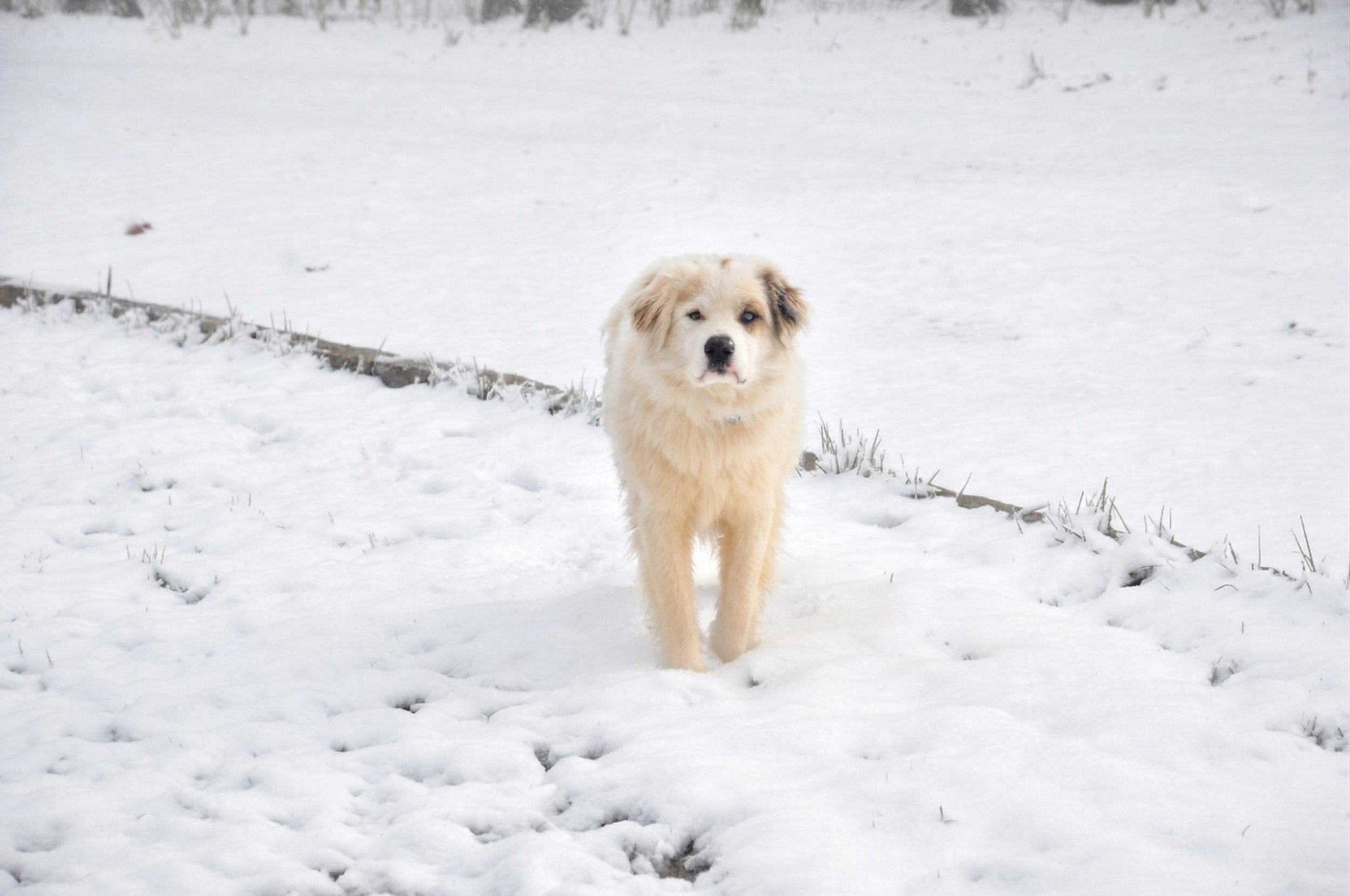 A large, fluffy dog with a cream-colored coat walking in the snow outdoors during winter.