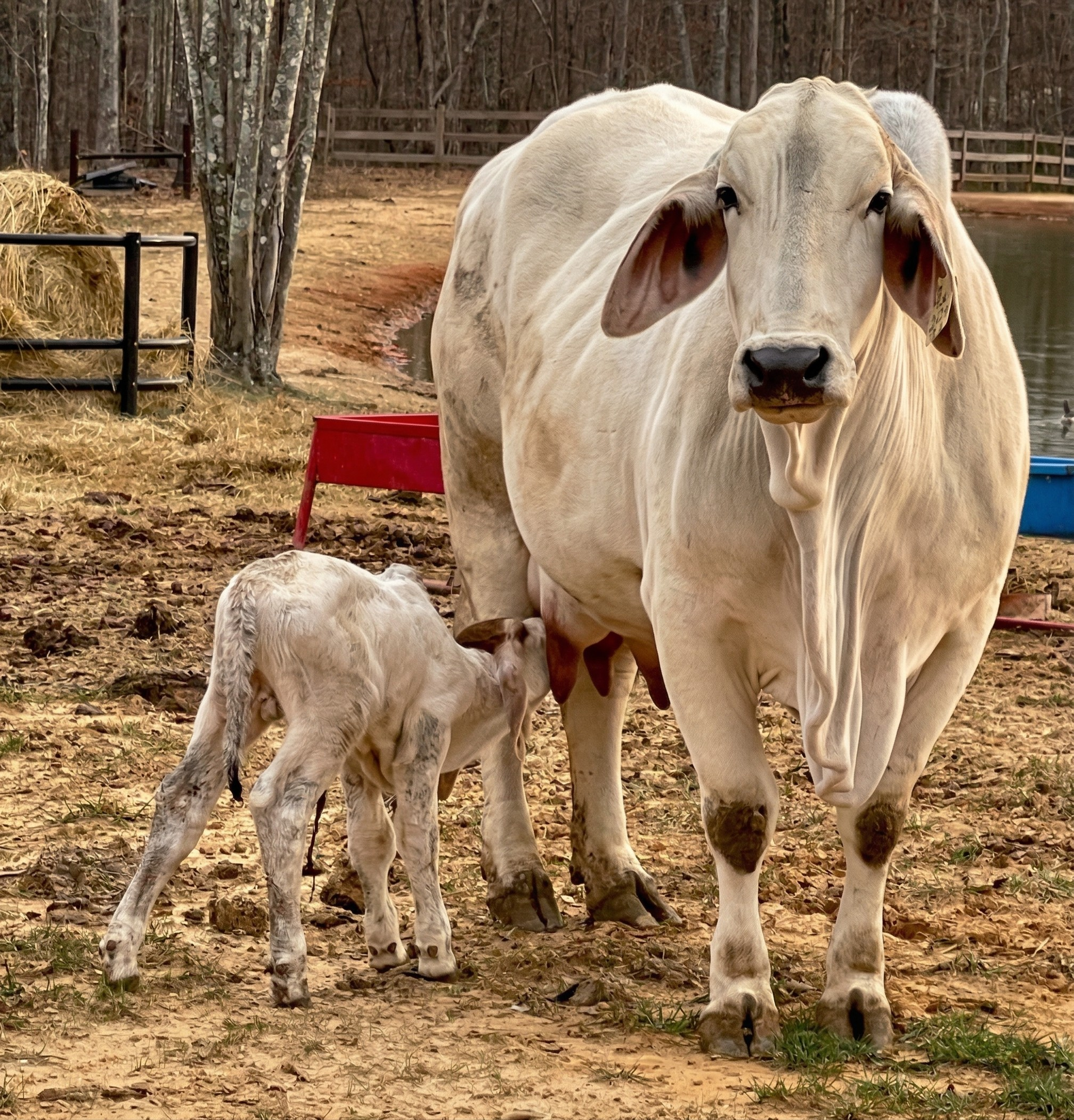 A white cow standing on dirt ground, nursing a calf feeding from it, near a body of water with a fence and trees in the background.
