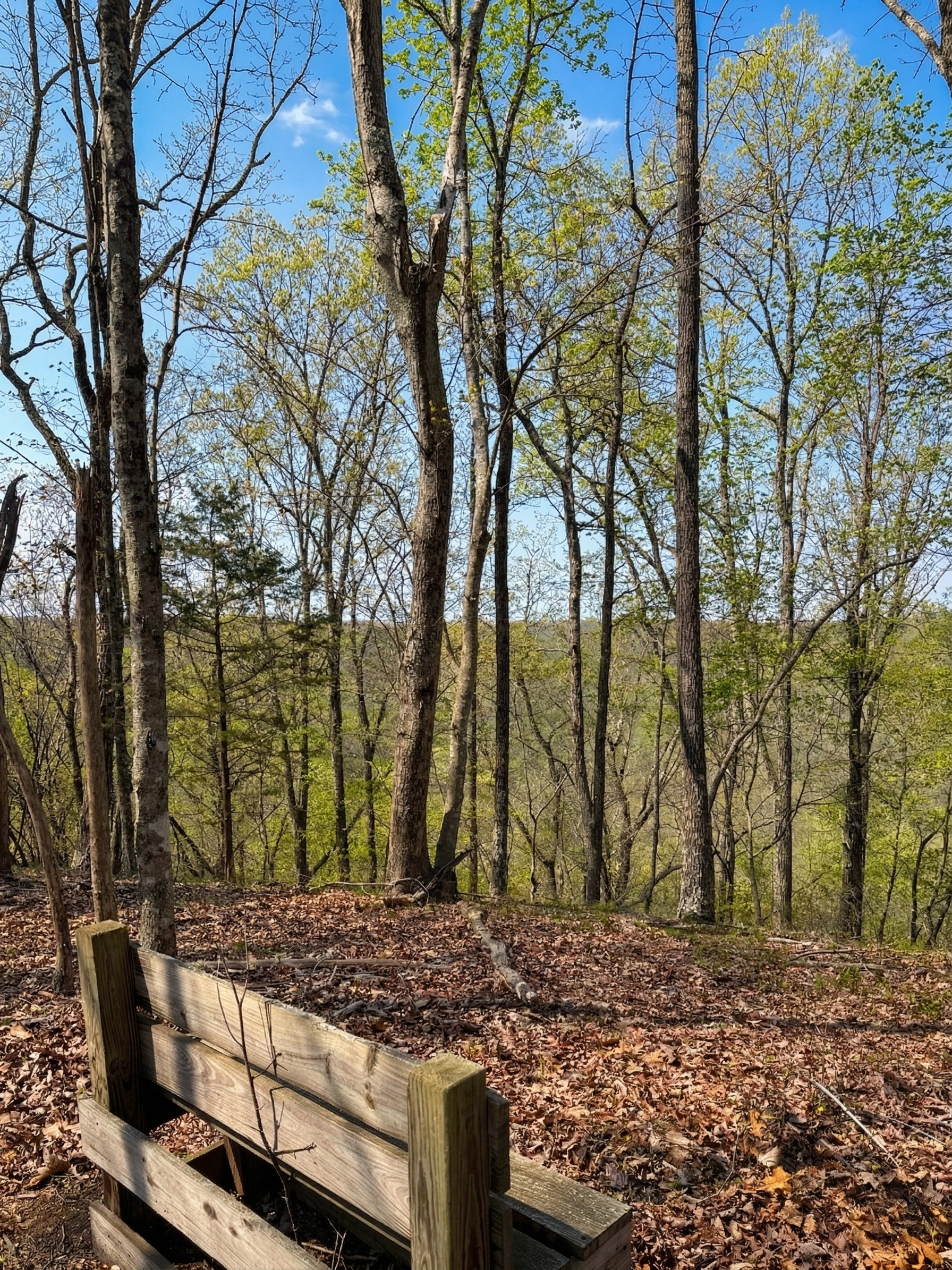 View of a wooded area with trees, fallen leaves, and a wooden bench in the foreground under a blue sky with a few clouds.