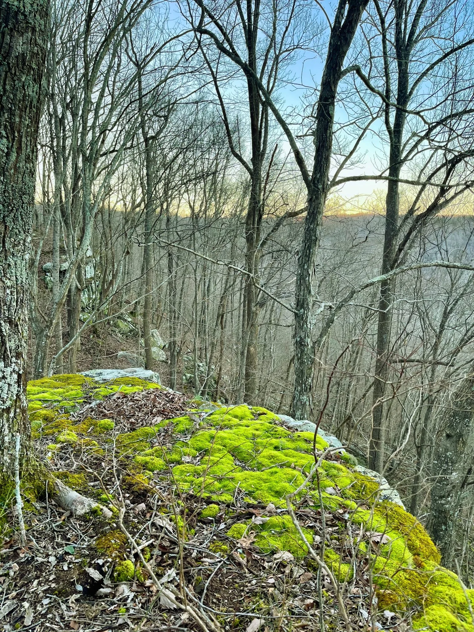 A forest scene during sunset with leafless trees, a moss-covered rock, and a dirt trail in the foreground.