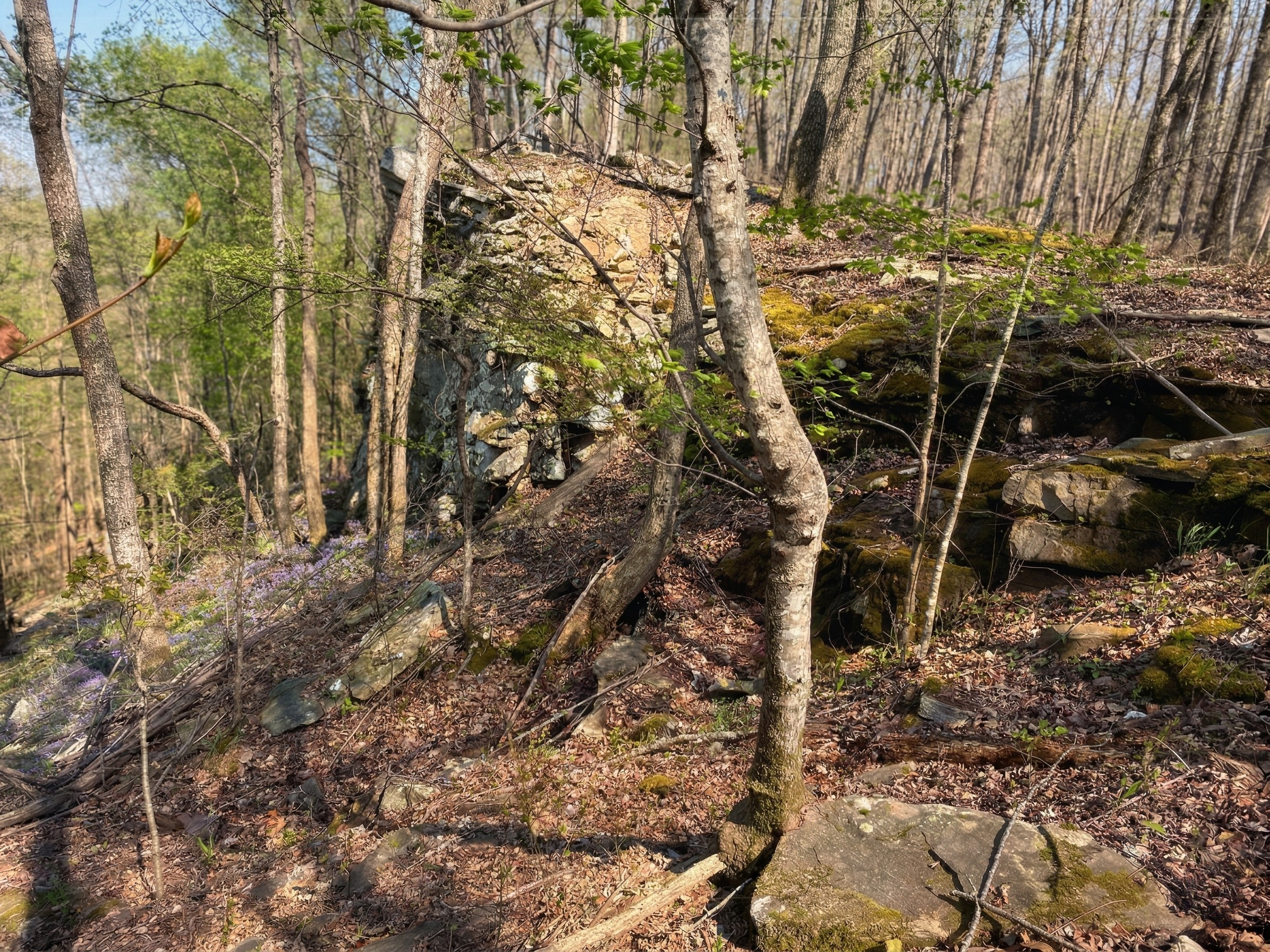 A wooded hillside with trees, rocks covered in moss, and fallen leaves, with a mixture of green and bare branches.