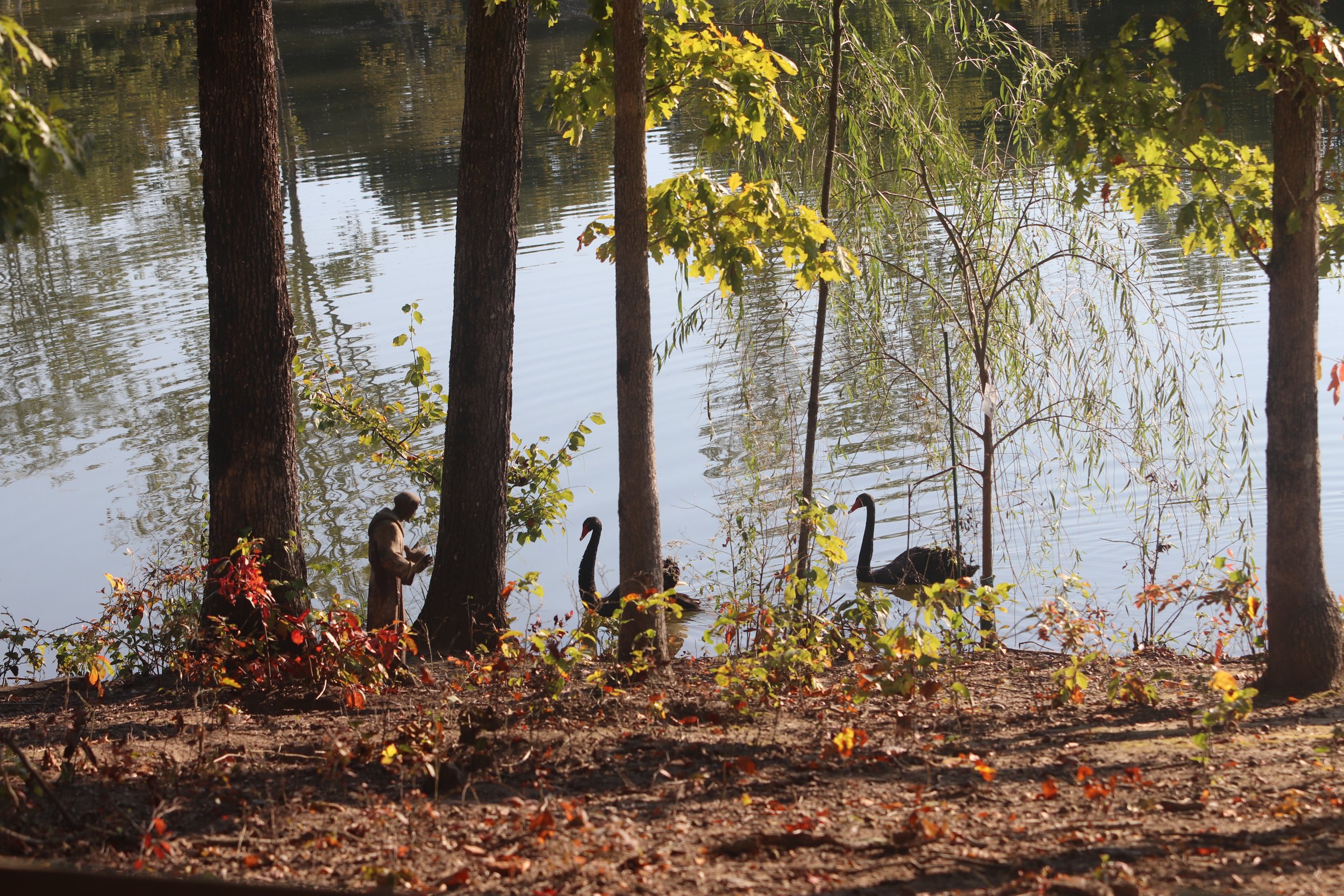 A person standing on the shore near a lake, surrounded by trees and bushes with two black swans swimming on the water.