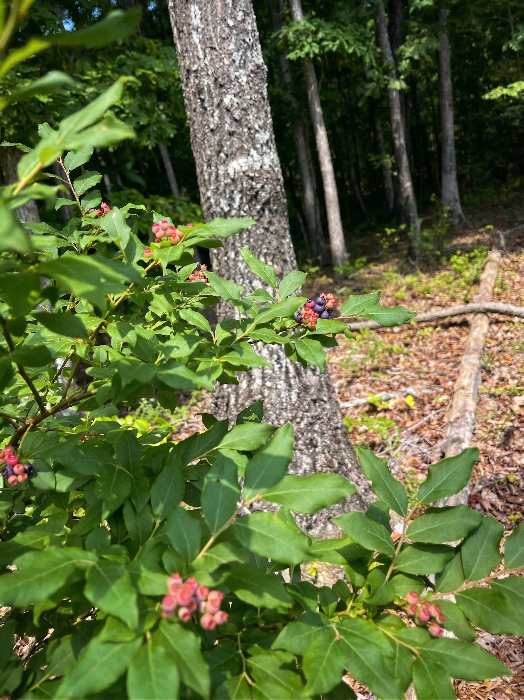 A close-up of a holly bush with green leaves and clusters of pink and purple berries, in a forest with tall trees and leaf litter on the ground.