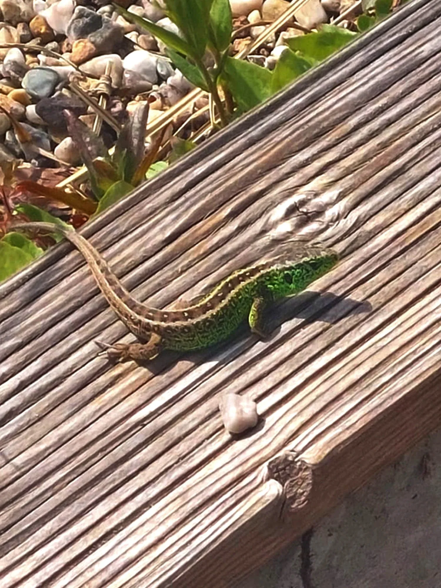 Zauneidechse (Lacerta agilis)