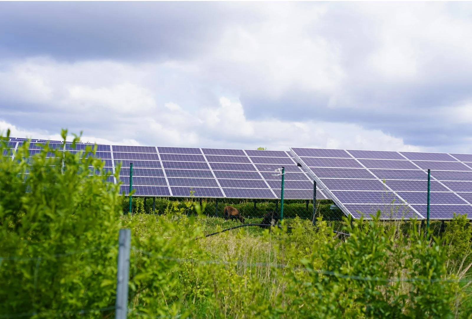 Photovoltaik-Freiflächenanlage mit Ausgleichspflanzung