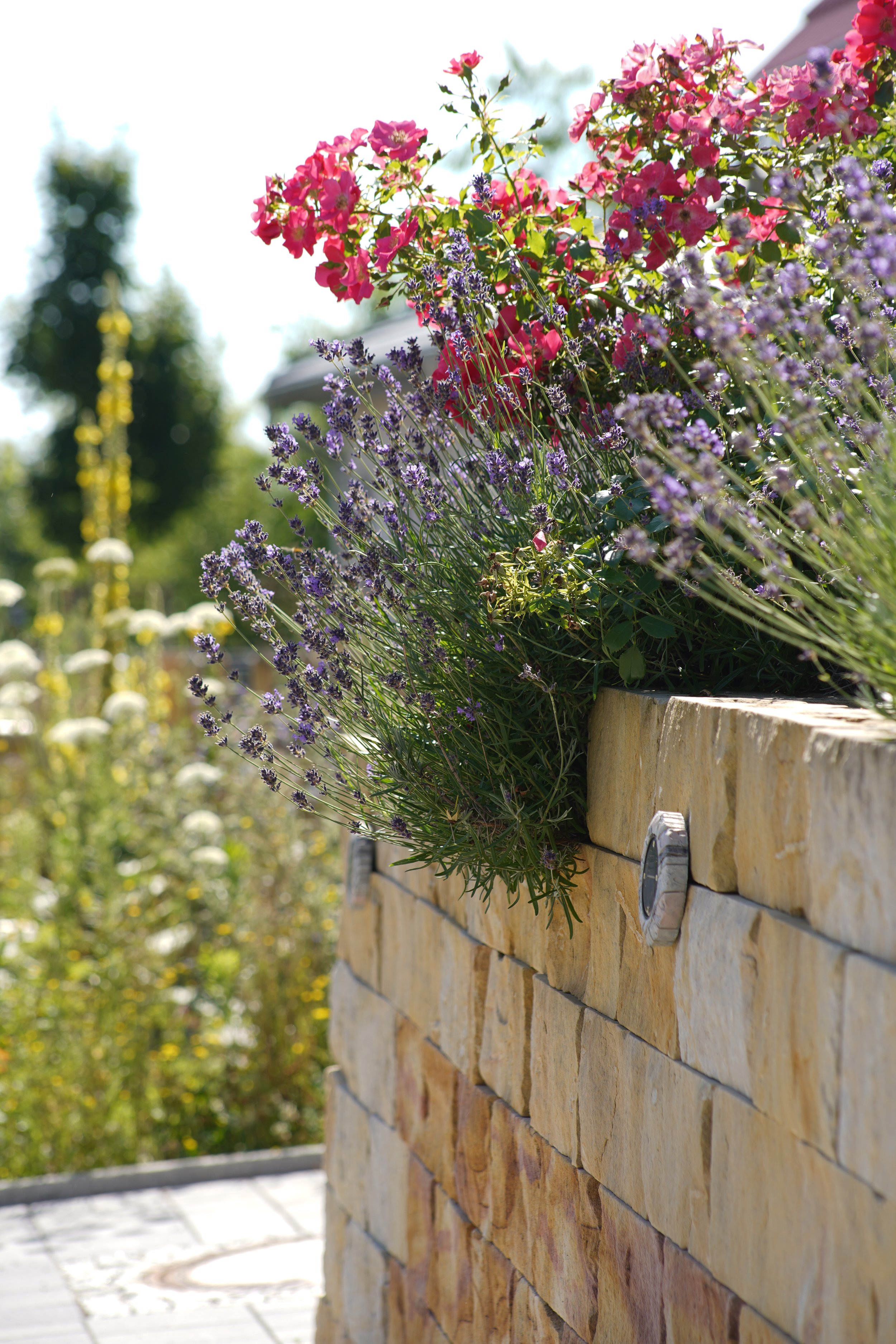 Trockenmauer aus Sandstein mit Lavendel und Rosen.