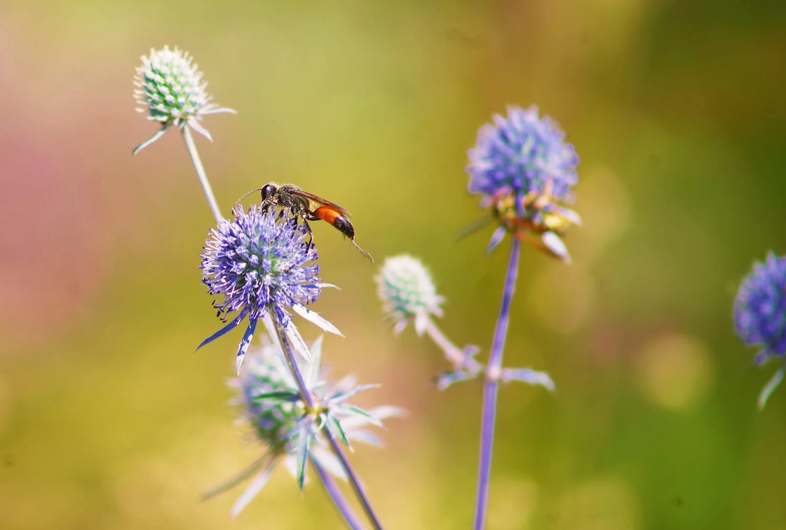 Wildwespe auf Mannstreu
