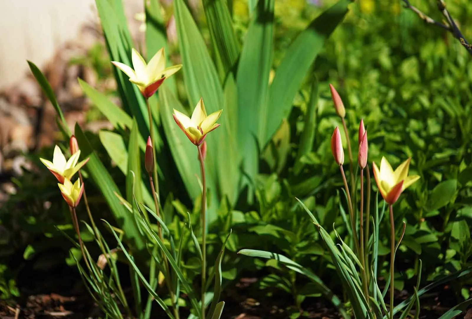 Naturnaher Garten im Frühjahr: kleine Wildtulpen (Tulipa clusiana)