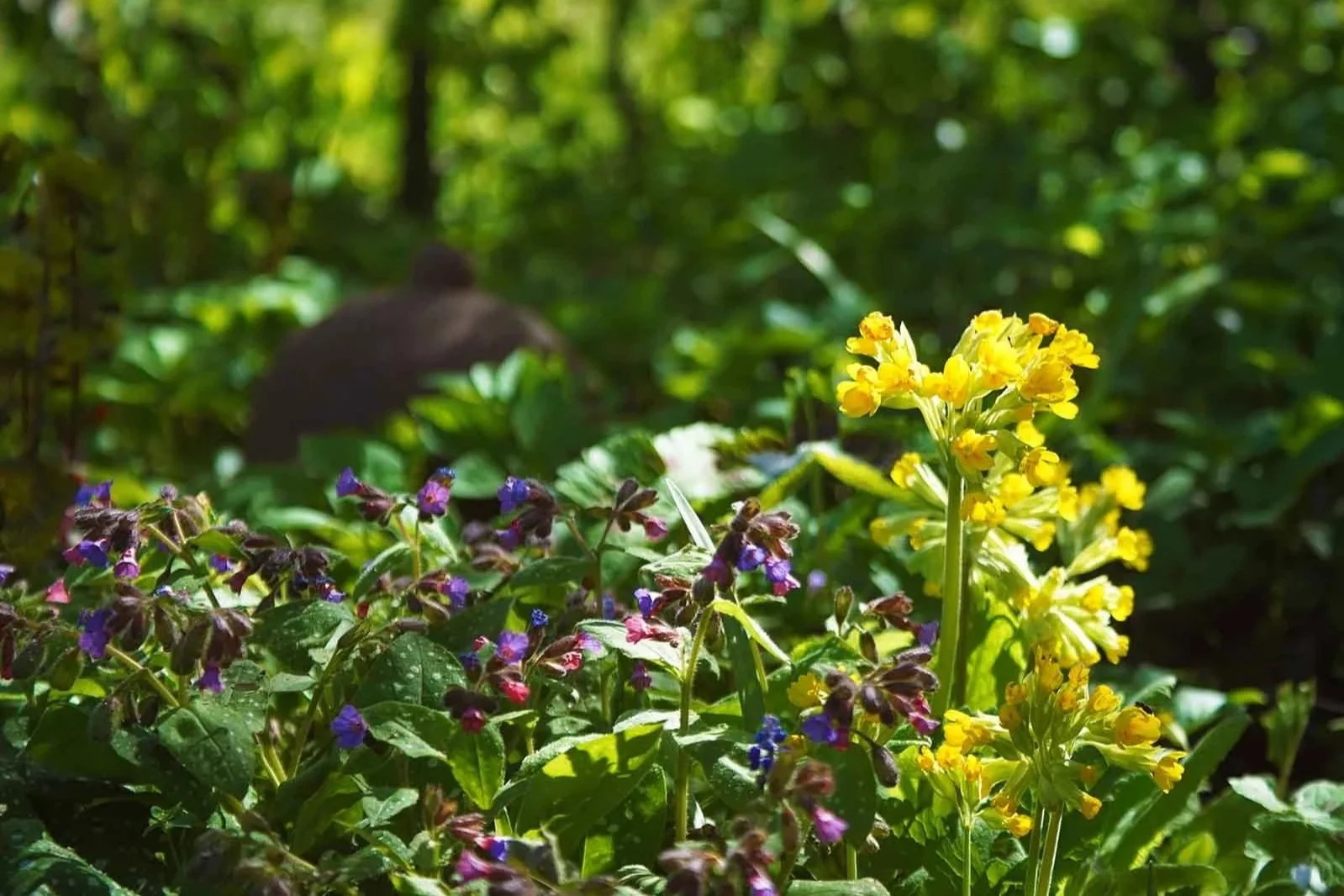 Lungenkraut (Pulmonaria officinalis) und Schlüsselblume (Primula veris) 