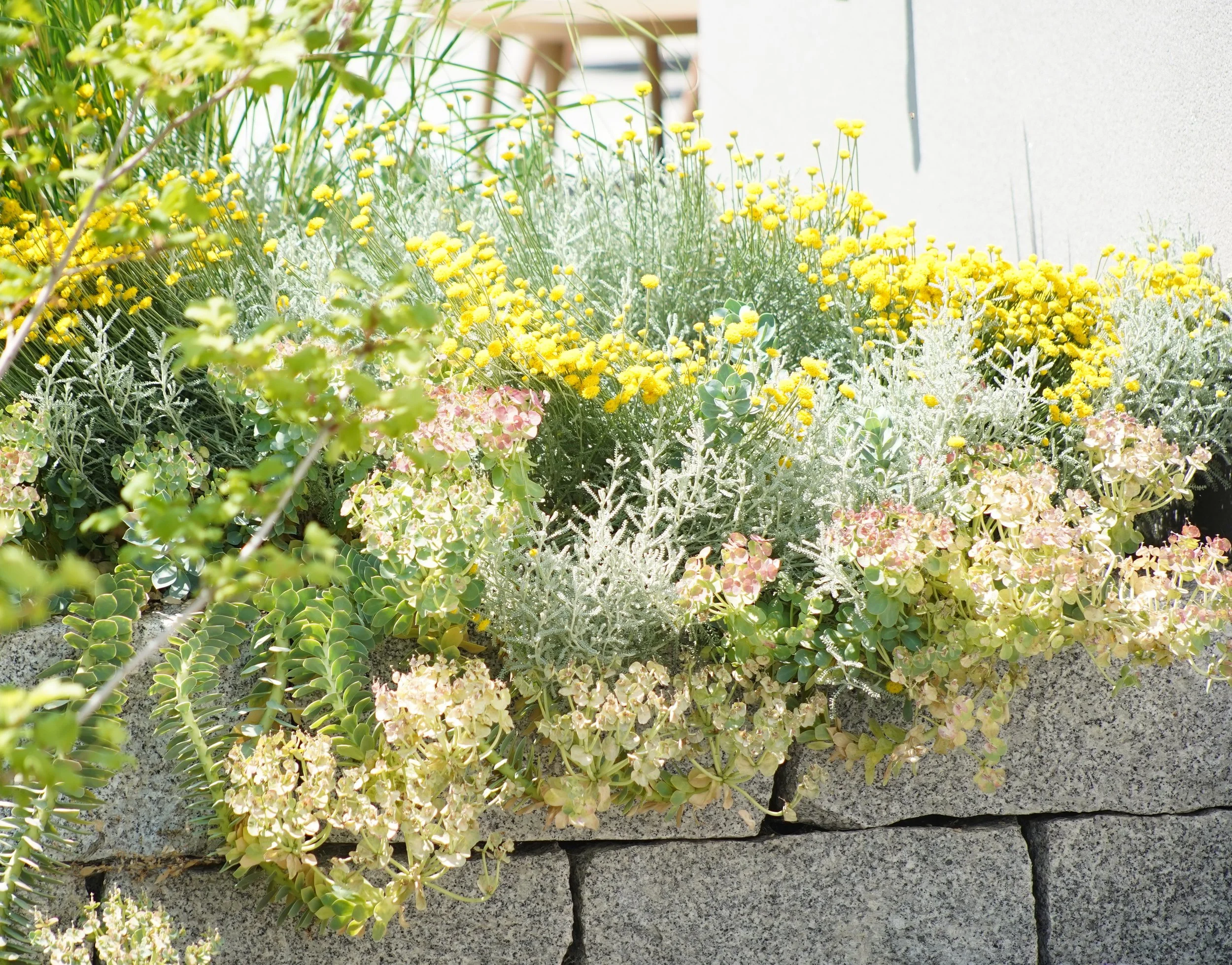 Üppig bewachsene Trockenmauer aus Granit