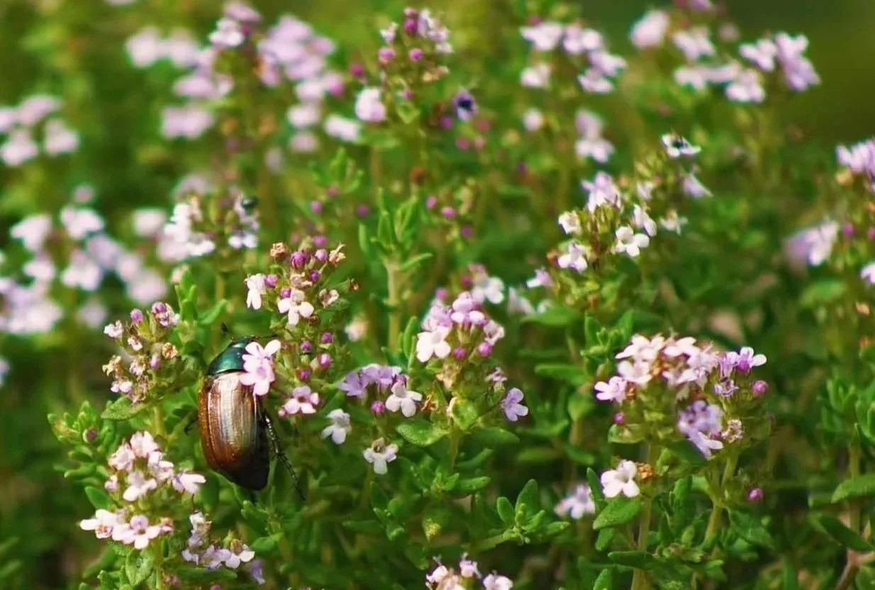 Thymian (Thymus vulgaris) mit Gartenlaubkäfer (Phyllopertha horticola)