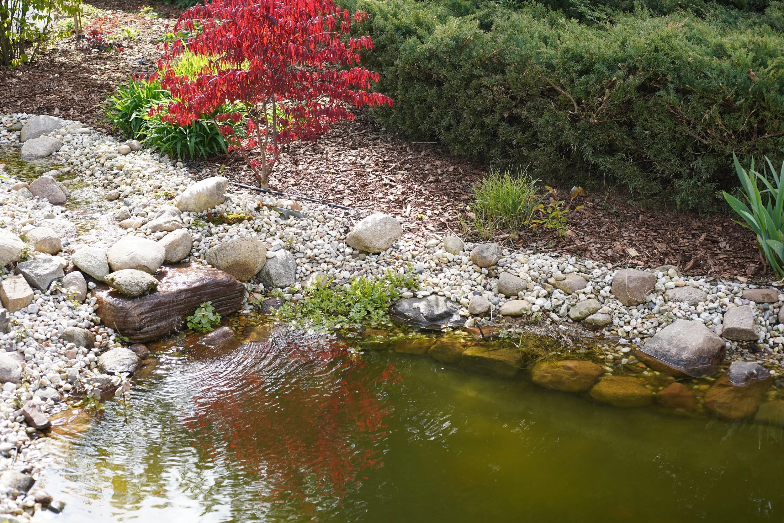 Ein kleiner Gartenteich mit glasklarem Wasser, umgeben von Steinen und Kies, mit einer roten Pflanze und grünen Sträuchern im Hintergrund.