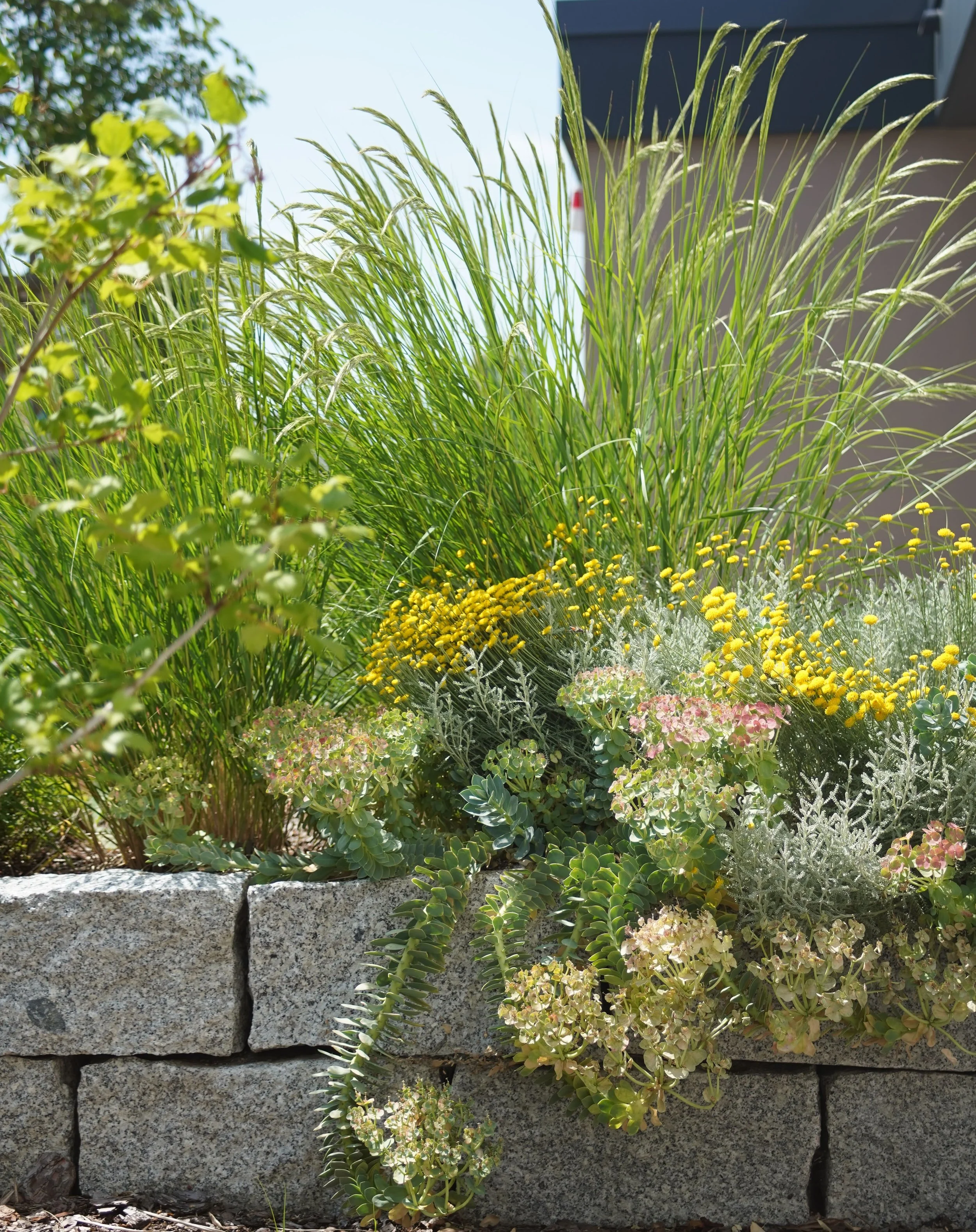 Üppig bewachsene Trockenmauer