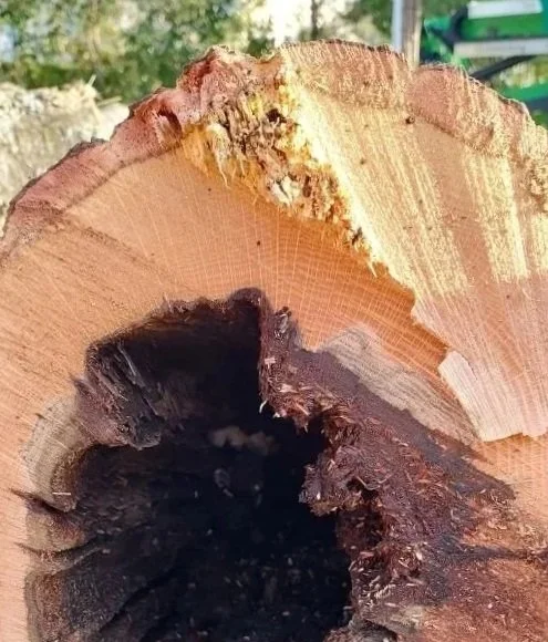 Baumstamm, im inneren hohl, liegt gefällt auf dem Boden.