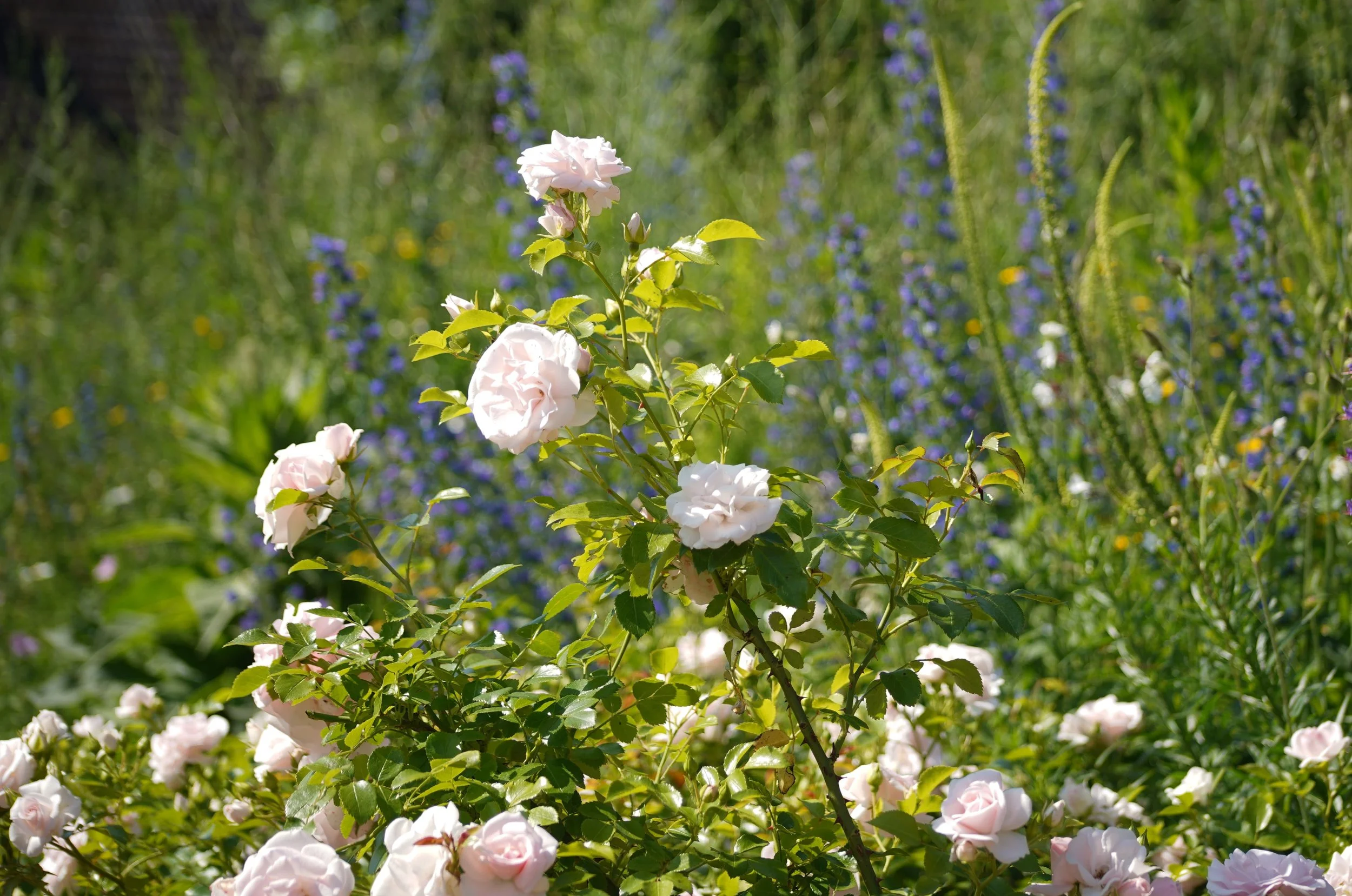 Rose Aspirin ist Dauerblüher