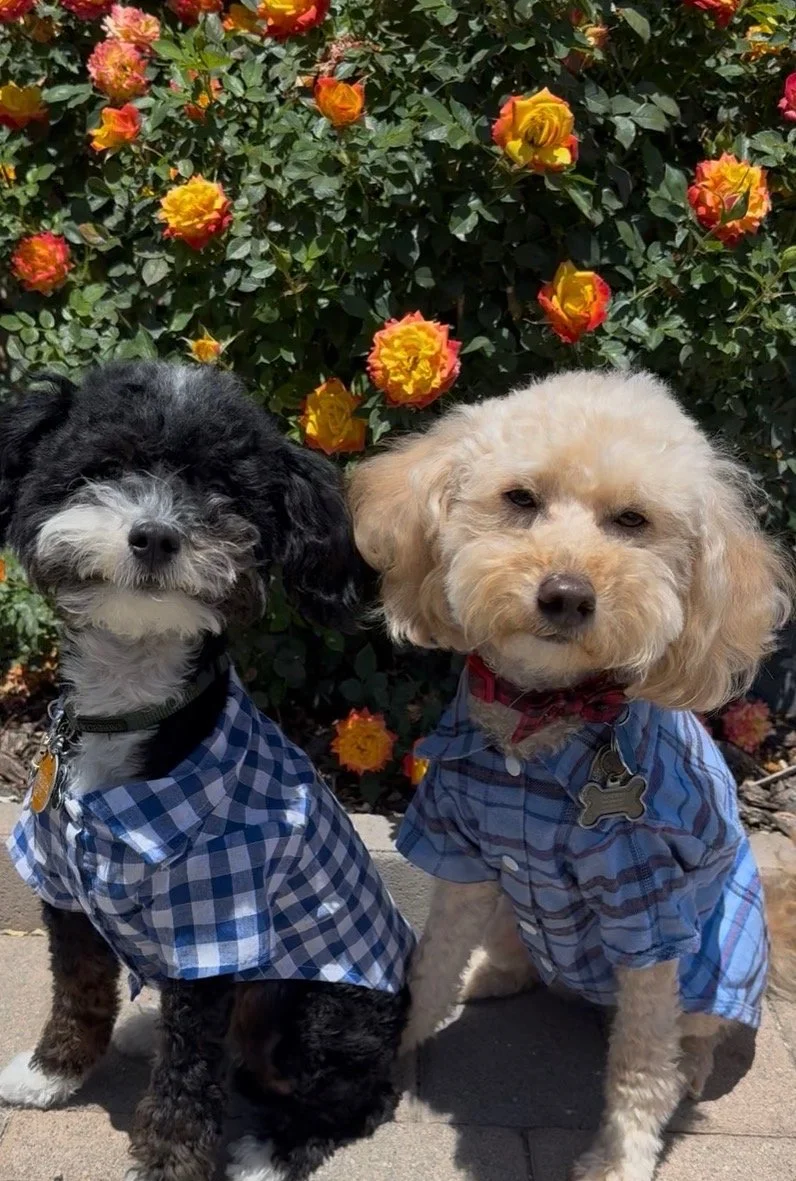 A cute dog with curly fur wearing a blue shirt and a navy blue bow tie with white polka dots, outdoors on grass.