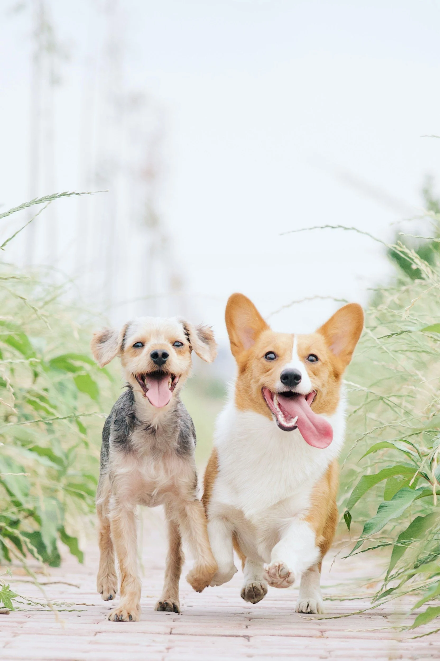 Two dogs, a small mixed breed and a Corgi, running outdoors on a wooden path surrounded by green plants, both with happy expressions and tongues out.