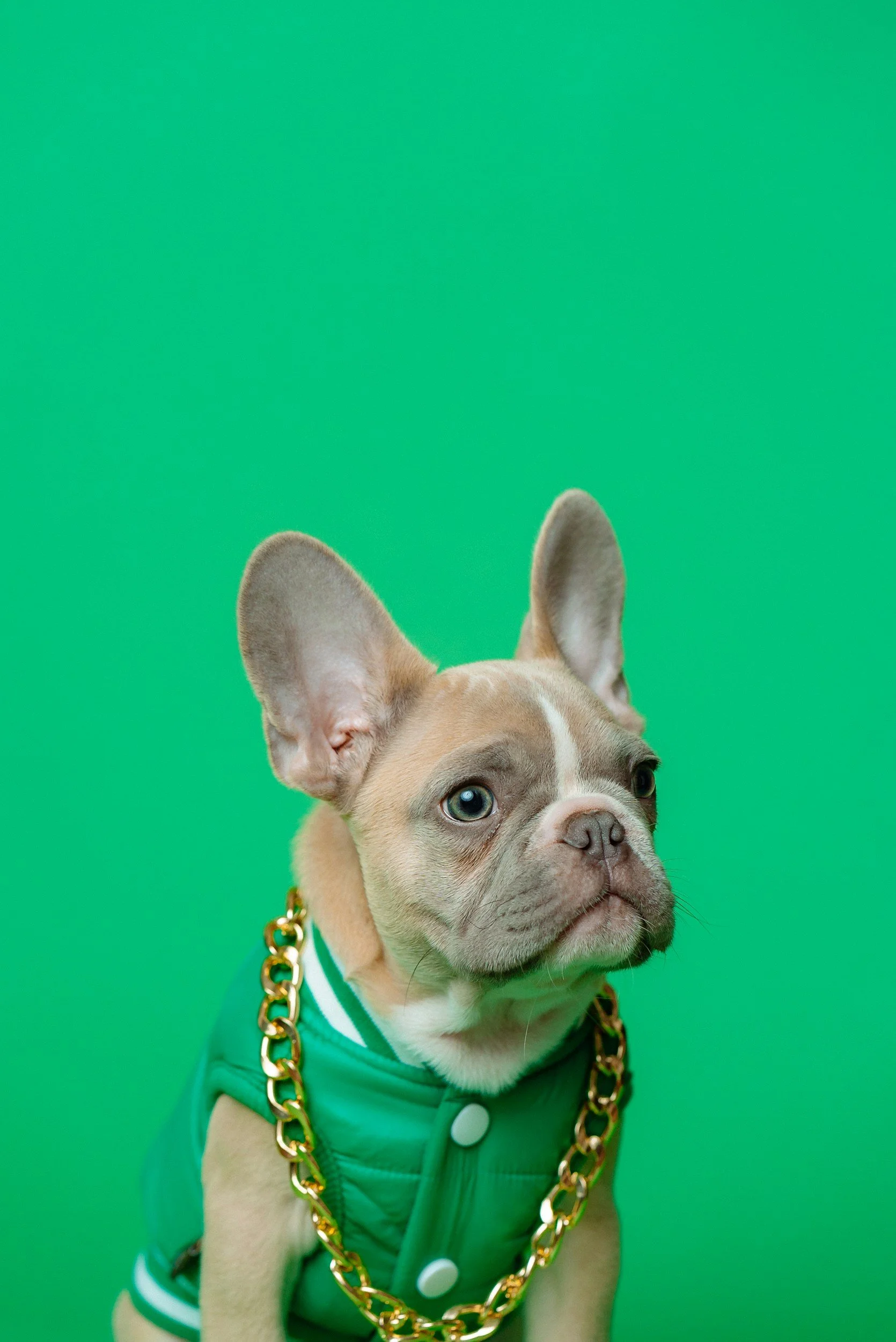 A French Bulldog puppy wearing a green jacket and a gold chain necklace, posed against a green background.