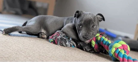Gray puppy lying on a beige carpet, chewing a colorful rope toy.