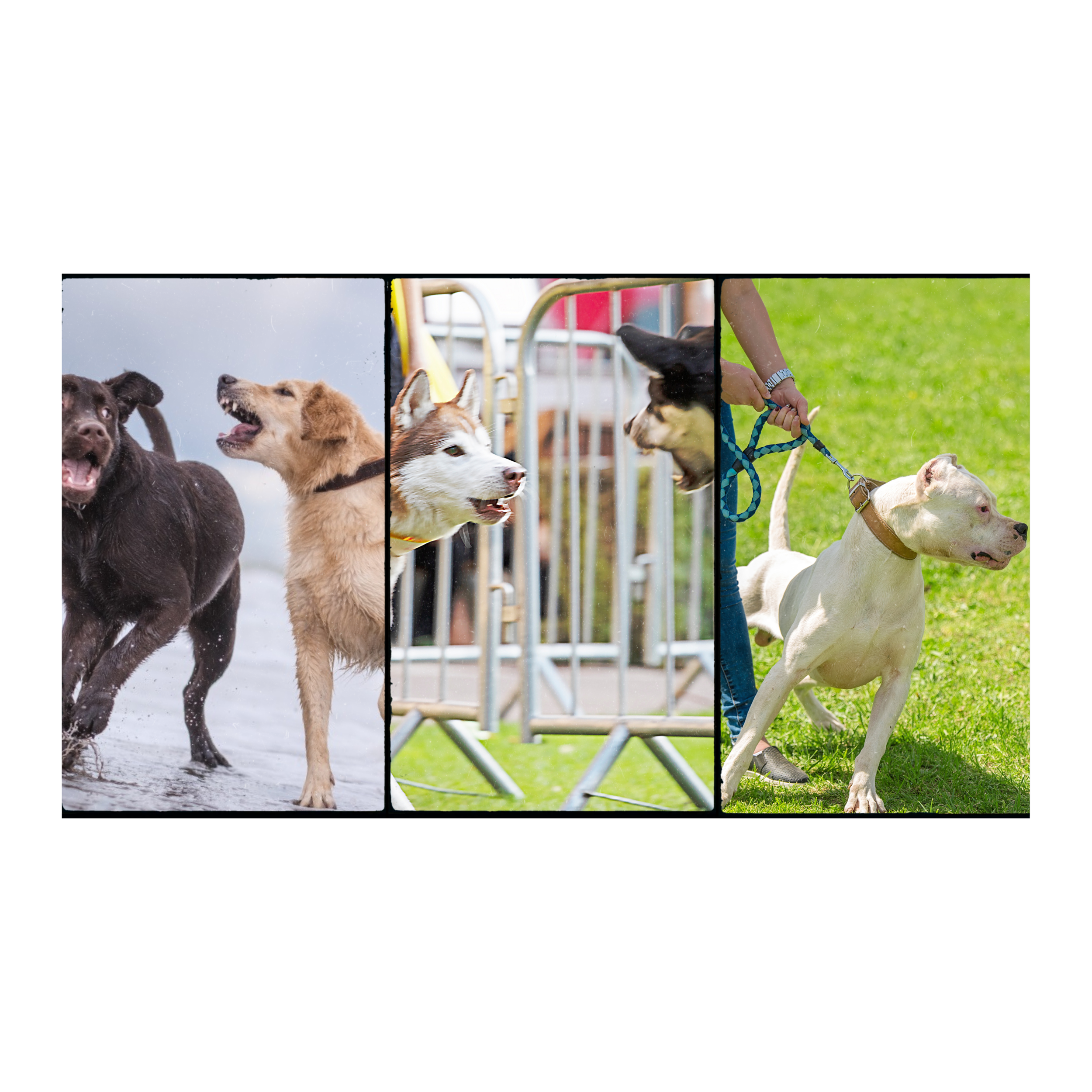 Collage of three separate images of dogs reactive in various environments.