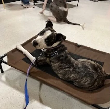 Dog with a gray and white coat lying on a brown mat, looking to the side, with a leash attached, in an indoor setting.