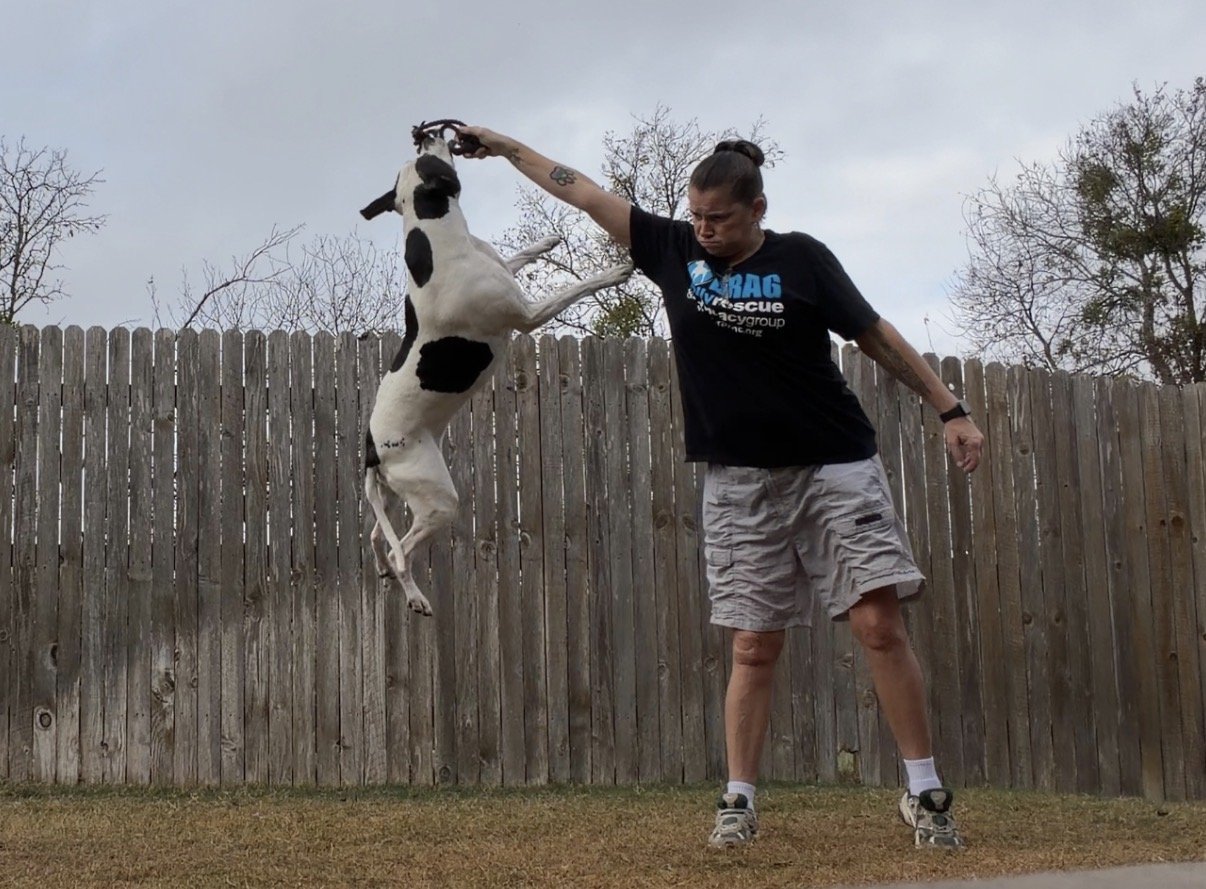 A trainer working a dog by holding up a toy as dog successfully jumps 6 feet in the air to grab in a training yard with a wooden fence and cloudy sky.