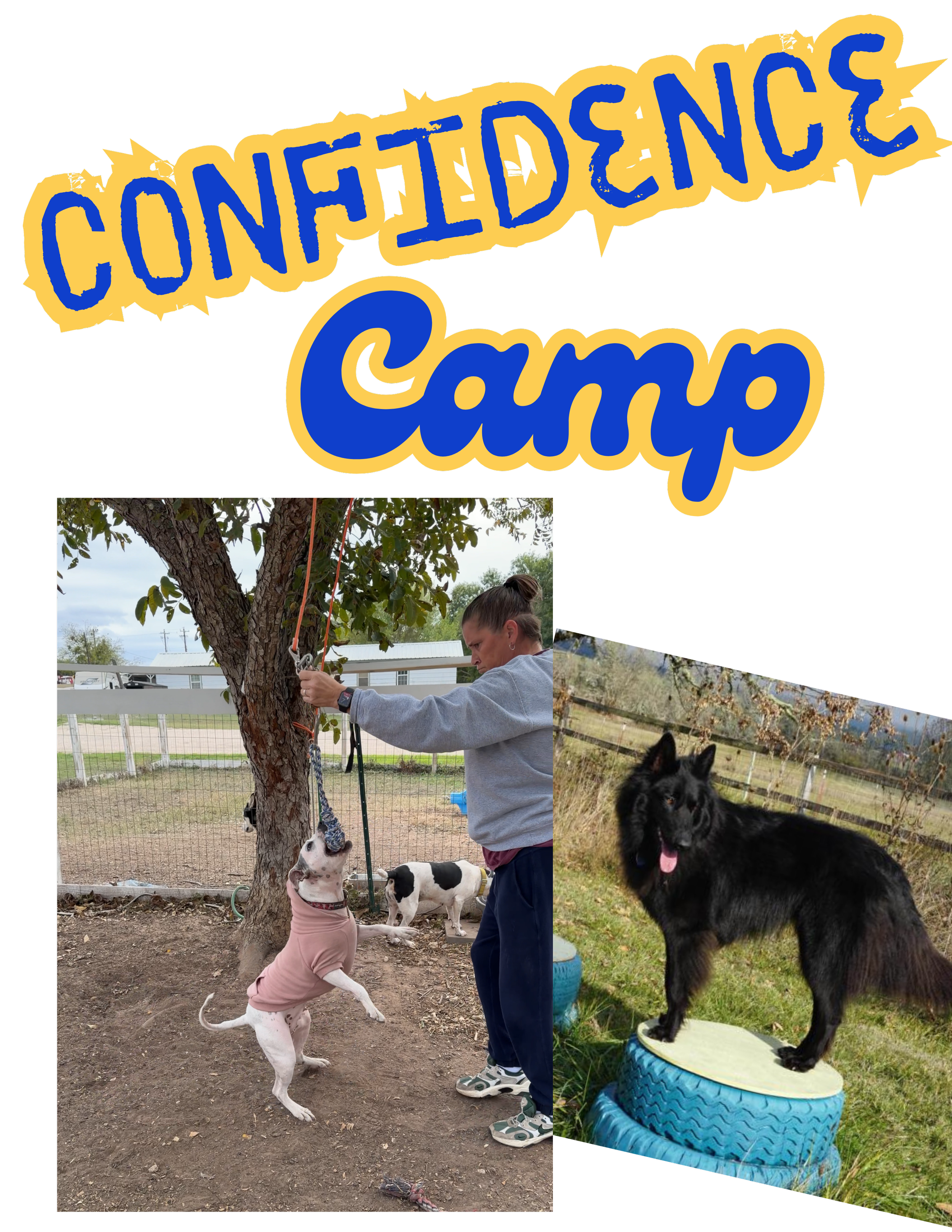 A logo for a Confidence Camp with stylized text in blue and yellow. Two photos show black and white dogs, one jumping to catch a toy from a person and the other standing on a green platform outdoors.