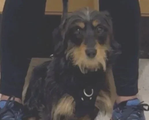 A small black and tan dog sitting on the ground between two people's legs, wearing a black harness in an indoor setting.