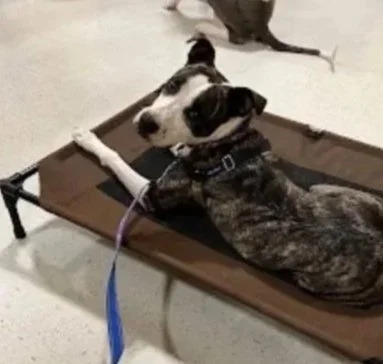 A dog lying on a brown raised pet bed, looking at the camera, with a black and white coat and a collar. Another dog is partially visible in the background.