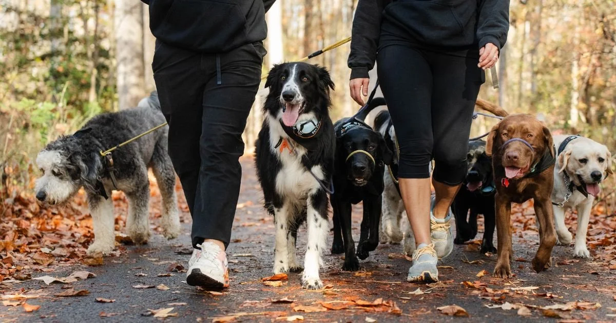 Two women walk with several dogs on a fall leaf-covered trail in a wooded area.