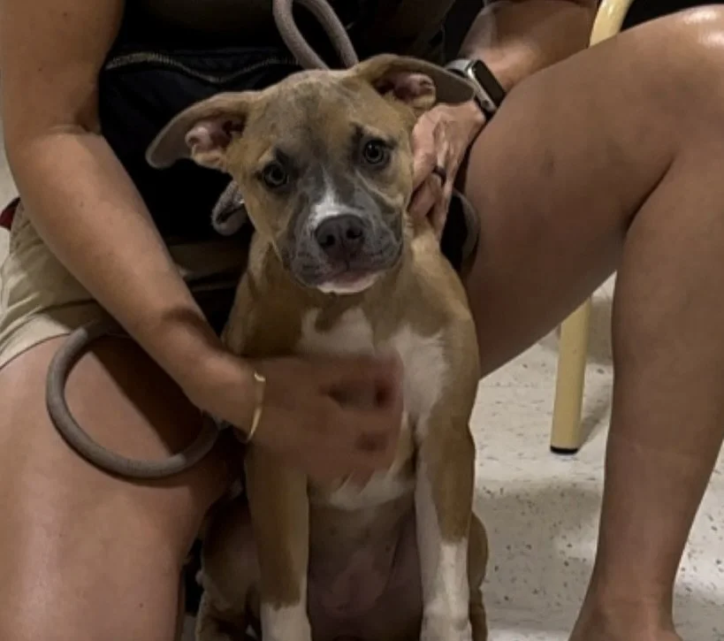 A person sitting with legs apart holding a brown and white pit bull puppy between their legs, with the puppy looking directly at the camera.