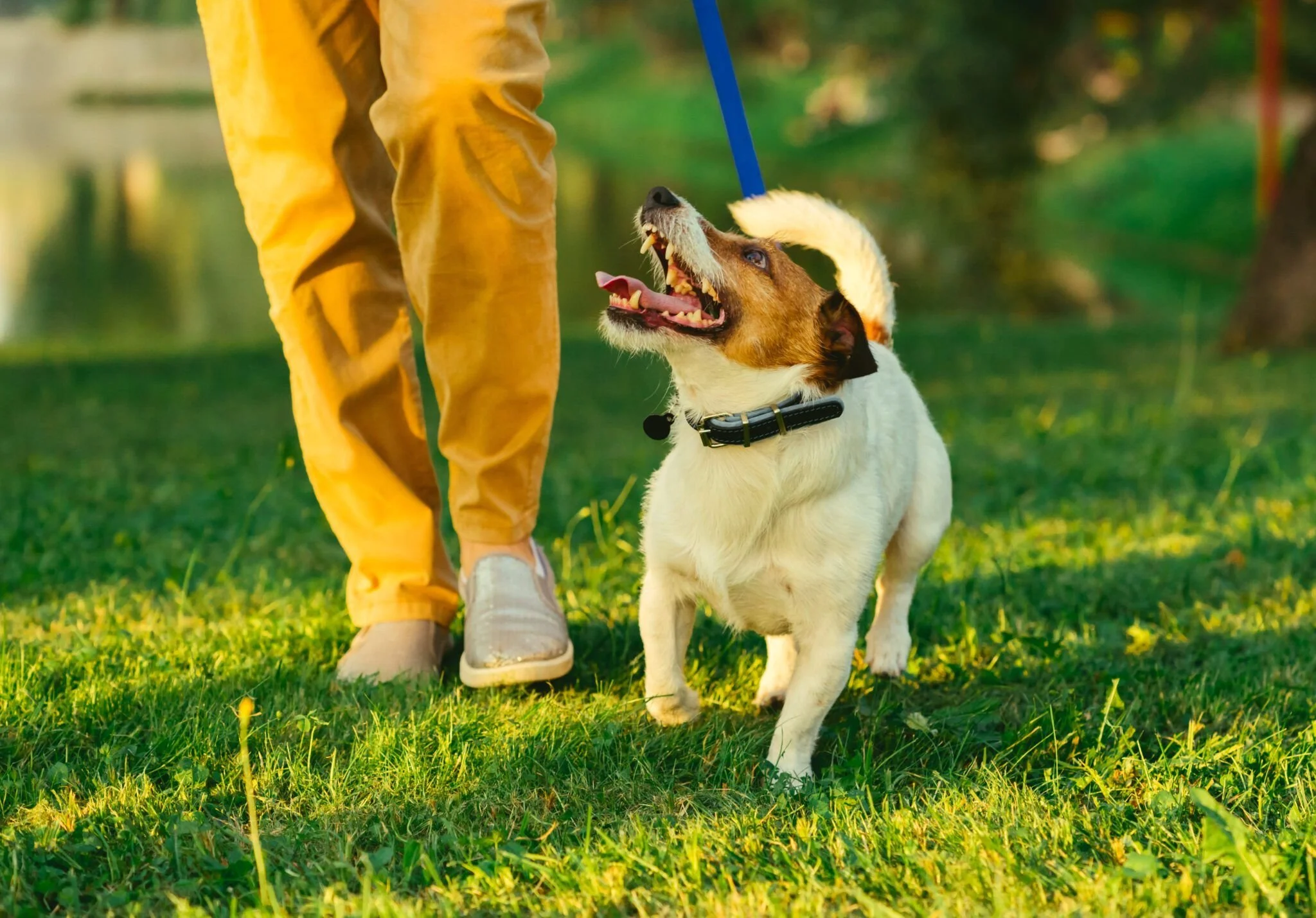 A person in yellow pants and sneakers walking a small dog on a leash in a park, with a lake and trees in the background.