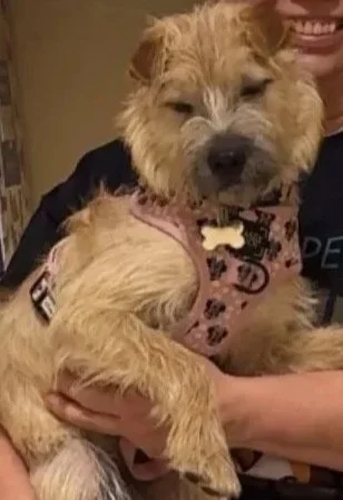 A person holding a small, tan, fluffy dog wearing a pink harness.
