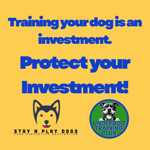 A bright yellow background with bold blue text that says, "Training your dog is an investment. Protect your Investment!" There are two logos at the bottom: one with a husky dog and the words "Stay N Play Dogs," and another circular logo with a dog and the words "Underdog Training Club."