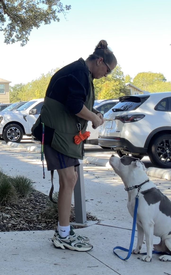 A woman with a bun hairstyle, sunglasses, and athletic clothing feeding a dog on a leash in a parking lot with cars and trees in the background.