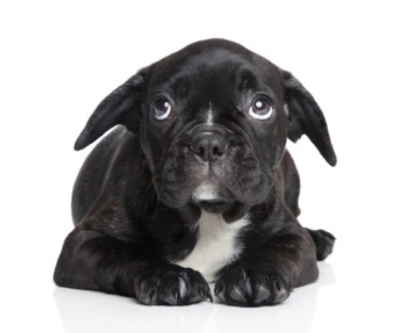 Comprehensive Behavioral Consult