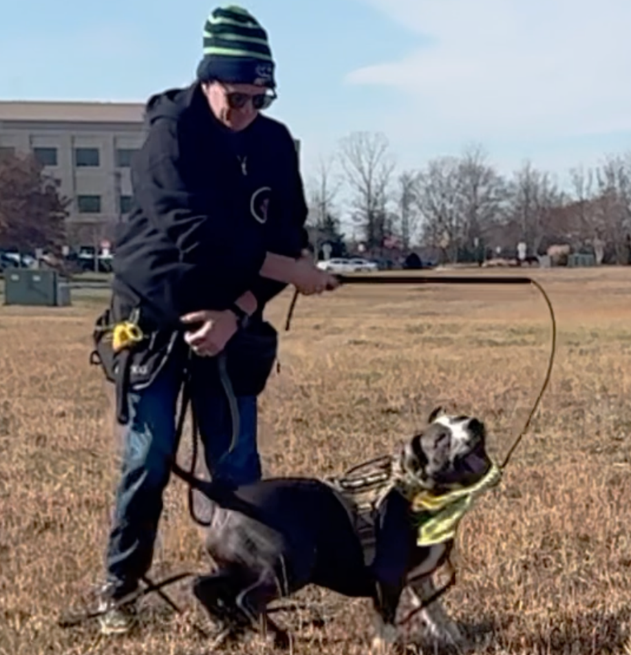 A person wearing a beanie, sunglasses, and a jacket is holding a leash attached to a dog in a wheelchair. The dog is wearing a harness and appears excited or happy, panting with its tongue out. They are outdoors on a grassy field with trees, a building, and a parking lot in the background.