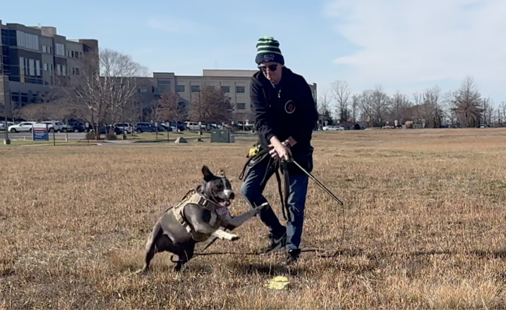 A trainer and a dog working in an open grassy field with buildings and trees in the background.