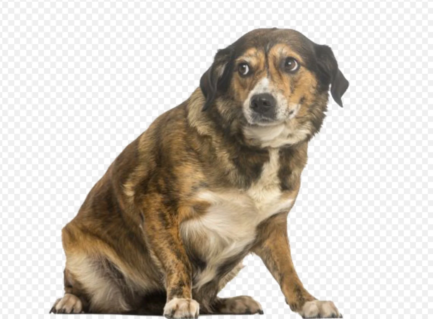 Body Language Scared.jpeg