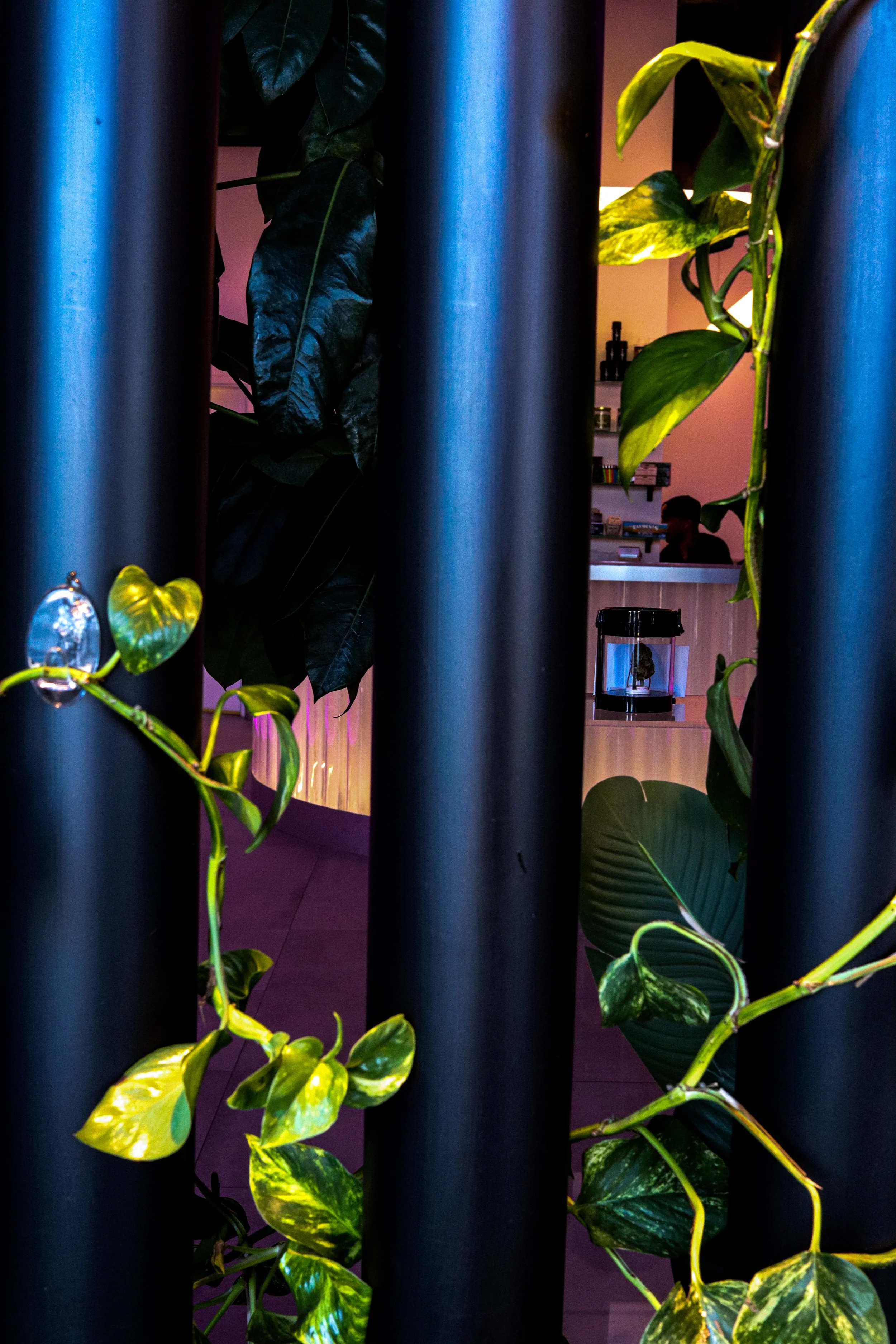 View through a gap between black metal bars showing green leafy plants with variegated yellow and green leaves, and a person working at a counter inside a shop or cafe in the background.