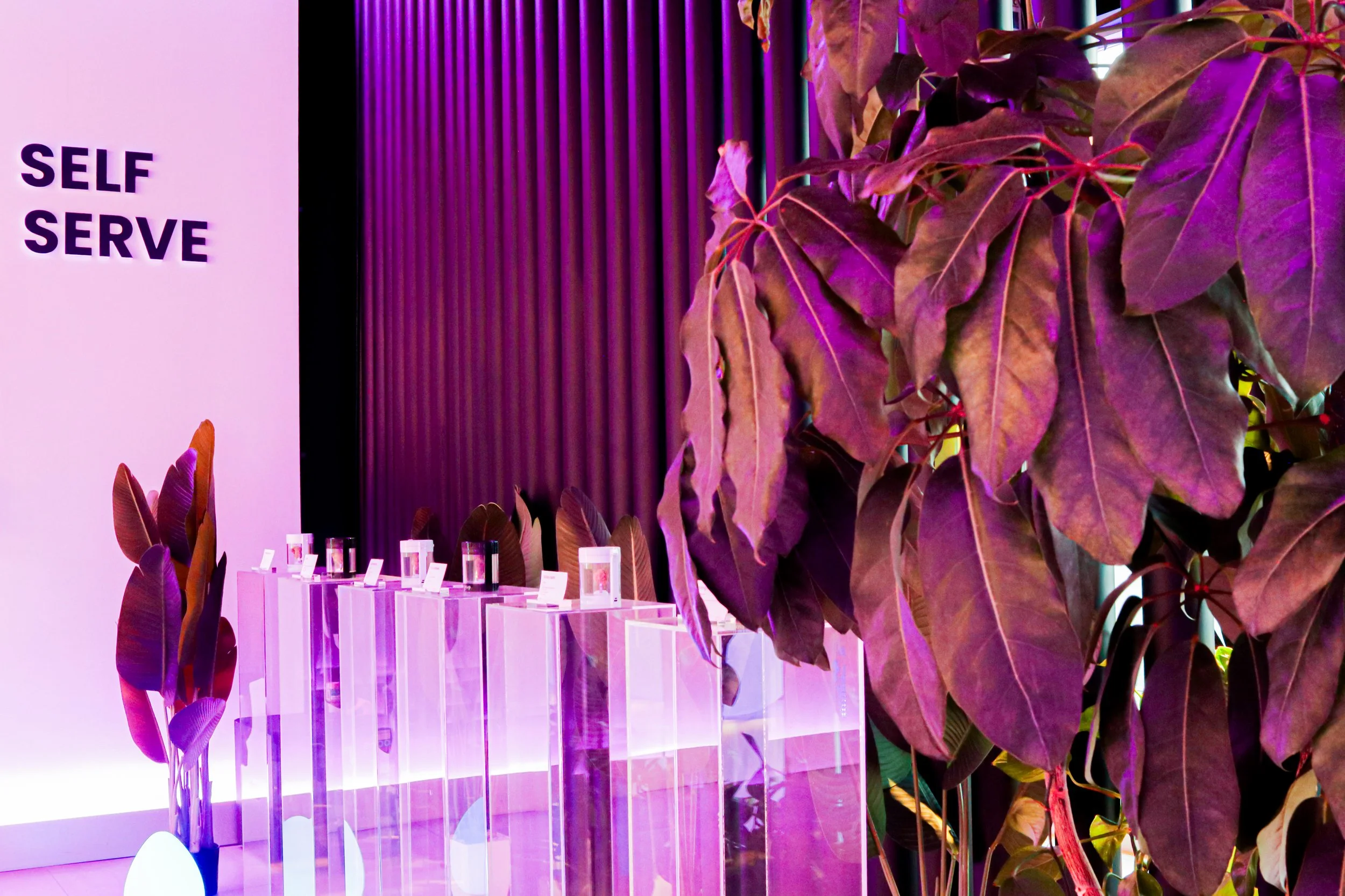 Display of skincare or cosmetic products on transparent pedestals with purple lighting, large leafy plant in the foreground, and a wall with vertical purple panels in the background.