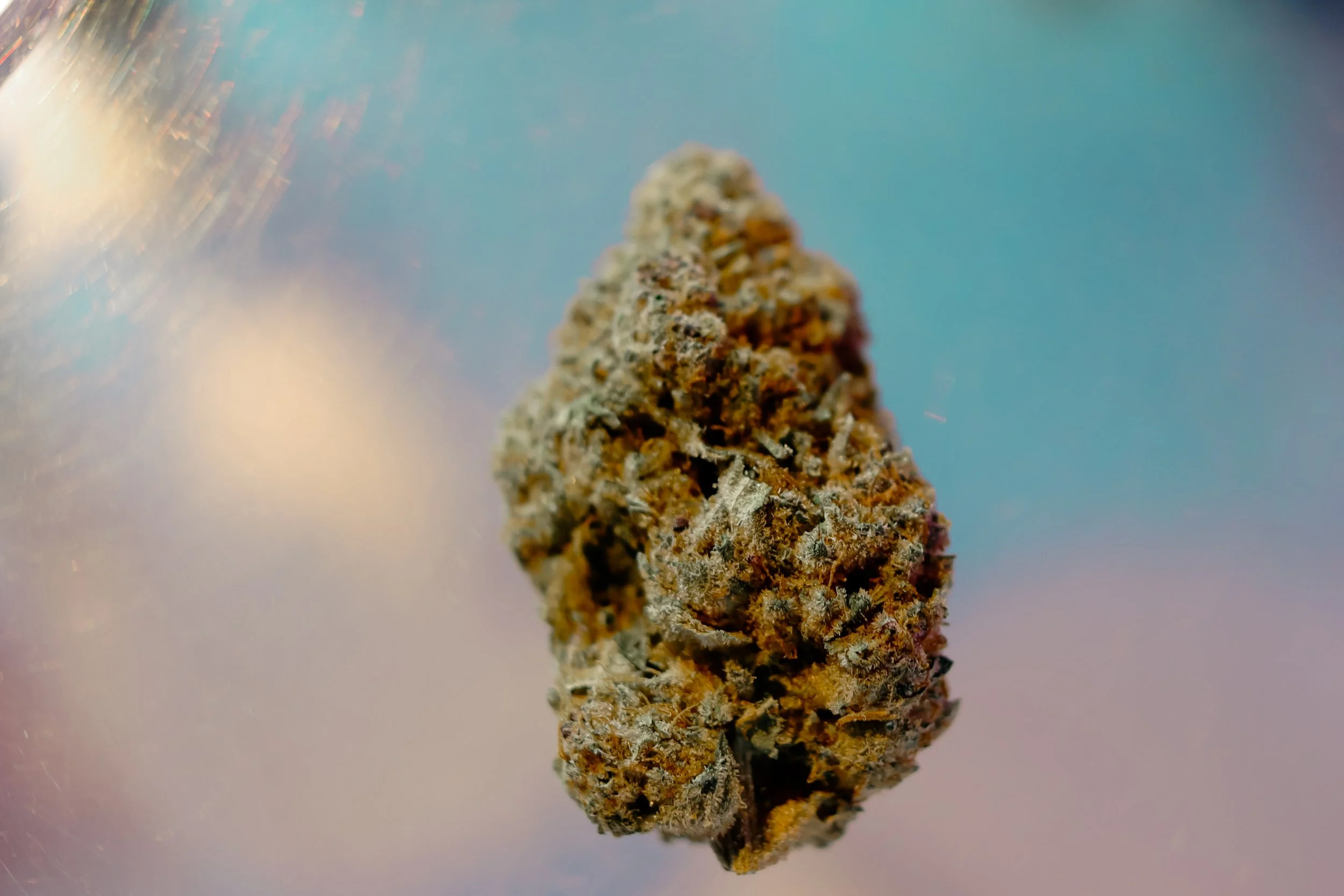 Close-up of a cannabis bud with details of trichomes and coloration against a soft, blurred background.
