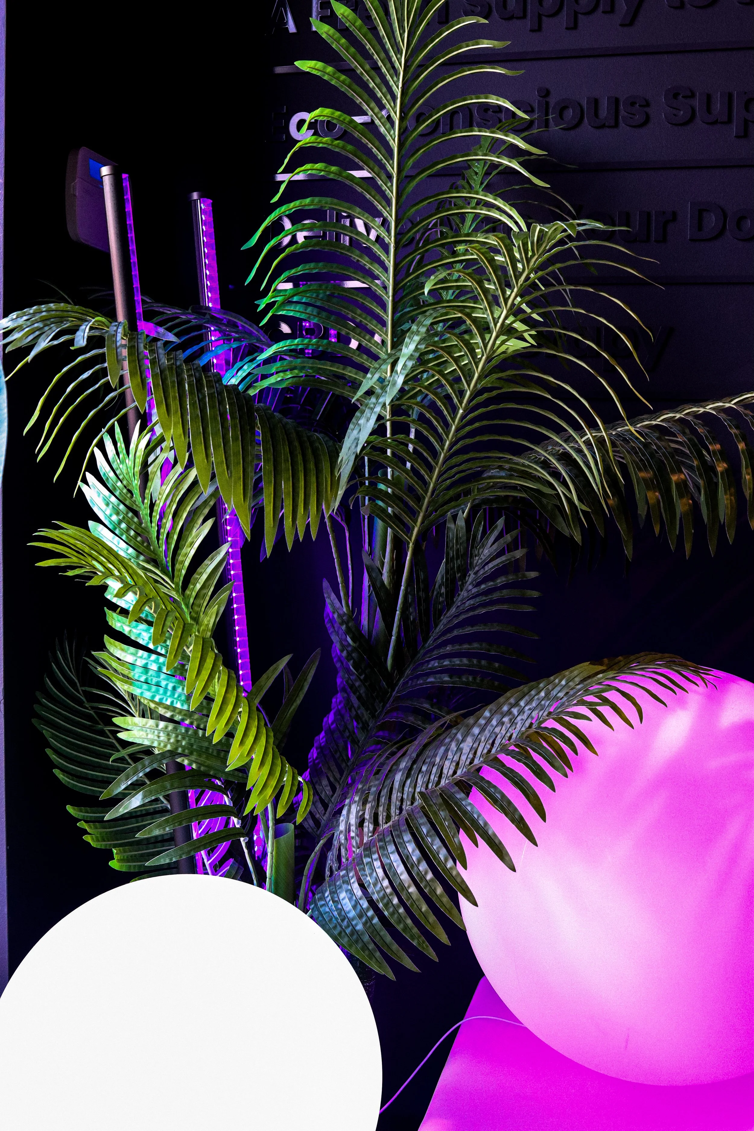 A palm plant with long green leaves illuminated by purple LED lights, against a dark wall with some partly visible purple text.